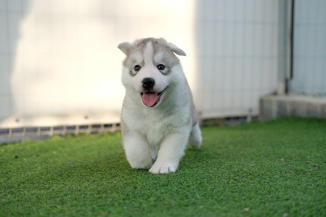newborn husky puppy care