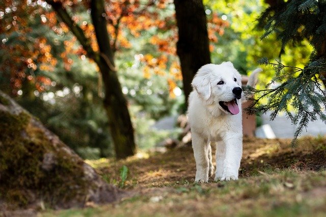 A dog standing next to a forest