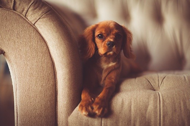 A small brown dog lying on a sofa