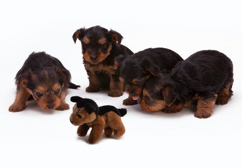 A group of stuffed animals sitting next to a dog