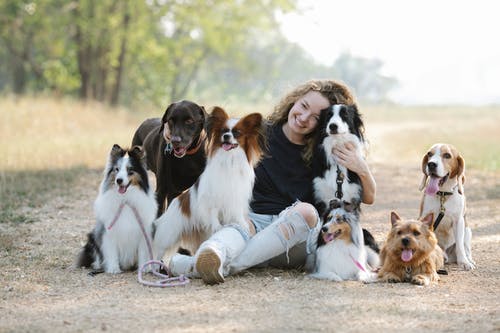 A group of brown and white dog