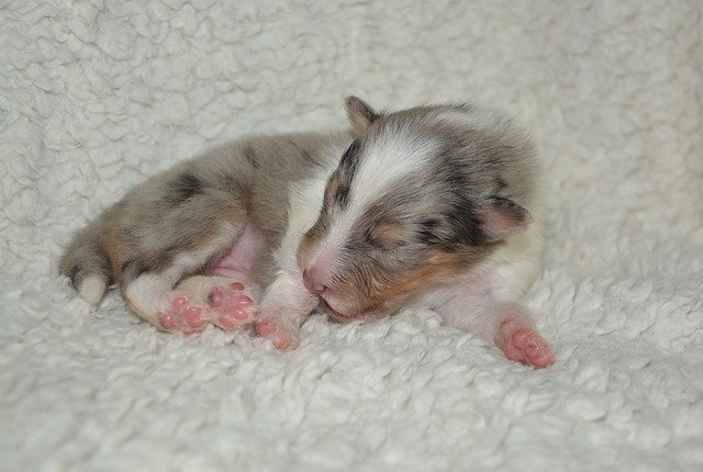 A cat sleeping on top of a rodent