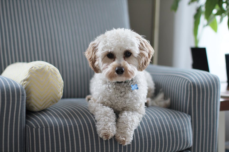 A dog sitting on a chair