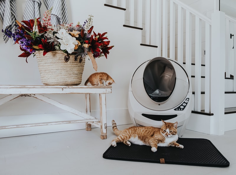 A cat sitting on top of a table