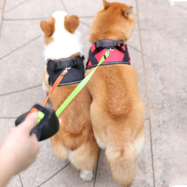 A brown dog on a leash