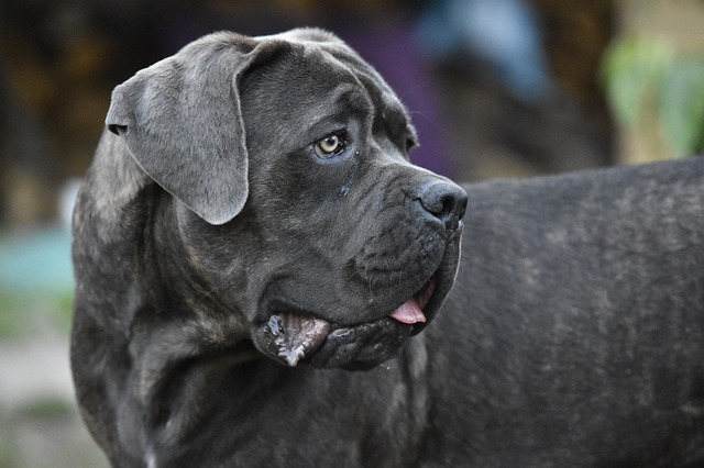 A close up of a dog