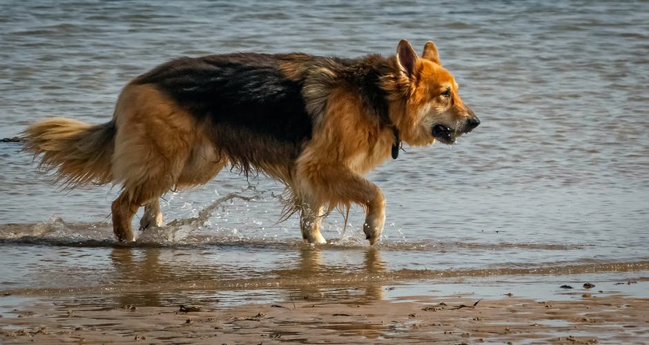 A dog walking on a beach