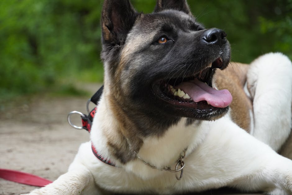 A close up of a dog