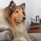 Collie – Characteristics, Temperament, Health, Maintenance, Grooming, and Training