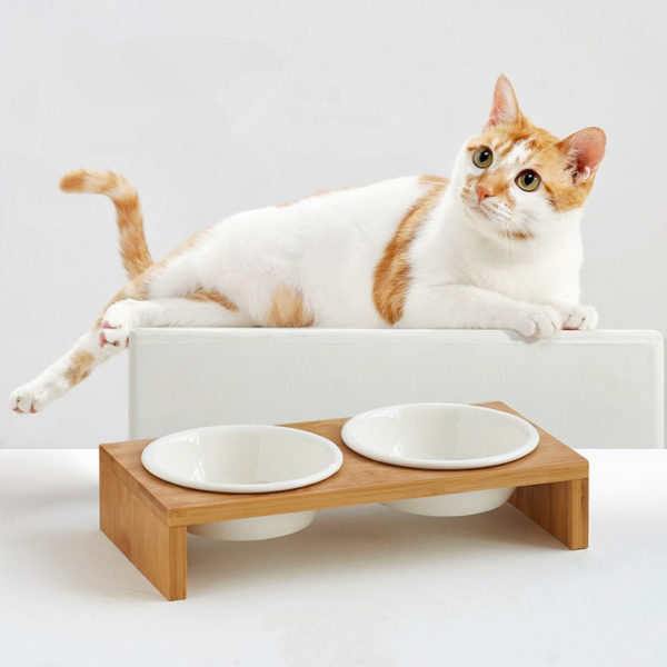 A cat sitting on a table
