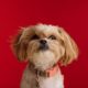 The Ultimate Guide to the Shih Poos vs. Shih Tzus