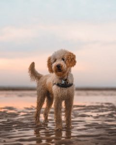 A dog standing on a beach