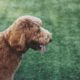 Australian Labradoodle – Breed Information, Characteristics, Temperament, Health, Maintenance, Grooming, and Training
